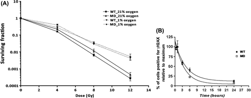Figure 4. Assessment of response to irradiation of WT and MD cells in vitro. (A) Survival curves after irradiation of WT and MD cells in normoxia (plain curves) and hypoxia (dashed curves). (B) DNA damage repair after a single dose irradiation (5 Gy) expressed relative to the maximum (1 hour post-irradiation) (n = 3).