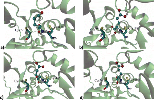 Figure 1.  Binding site of: (a) d-glutamic acid and (b) l-glutamic acid on the RacE1 isoform with two principal amino acid residues, (c) d-glutamic acid and (d) l-glutamic acid on the RacE2 isoform with two principal amino acid residues. Carbon atoms are colored cyan; oxygen atoms, red; nitrogen atoms, blue; sulfur atoms of the protein, yellow for enzyme active site.