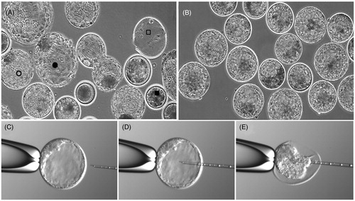 Figure 1. Isolation of bovine blastocoel fluid. (A) A mixed population of blastocysts with arrested embryos (▪), expanded (○), and hatched blastocysts (•). Notice the empty zona pellucida (□). (B) Collection of expanded blastocysts with a clear blastocoel cavity chosen for micromanipulation. (C) A single blastocyst is fixed on a holding pipette with the inner cell mass (ICM) pointing towards the top of the holding pipette. (D) The micropipette is inserted in the blastocoel cavity. (E) Suction applied and the blastocoel is aspirated until the blastocyst collapses.