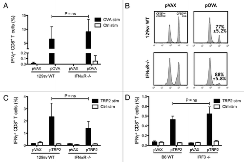 Figure 1. Type 1 interferons are not required for generating CTL responses. Wild-type (WT) and IFNαR−/− mice on 129sv background were vaccinated twice with the OVA-encoding plasmid pOVA. The percentages of IFN-γ producing CD8+ T lymphocytes were detected after in vitro stimulation with OVA and control peptides (A). In vivo cytotoxicity was measured by quantifying OVA pulsed CFSEHigh labeled target cells and compared with control pulsed CFSELow labeled cells in WT and IFNαR−/− mice vaccinated with pOVA. The mean percentage ± SEM of specific killing for each case is indicated (B). Tyrosinase-related protein 2 (TRP2) encoding DNA was used to vaccinate WT and IFNαR−/− 129sv mice. IFN-γ producing CD8 T lymphocytes were measured after in vitro stimulation with TRP2 and control peptides (C). WT and IRF3−/− mice on C57BL/6 background were vaccinated with TRP2-encoding plasmid and the percentages of IFN-γ-producing CD8 T cells were measured by flow cytometry after in vitro stimulation with TRP2 and control peptides (D). Bars indicate the mean ± SEM.