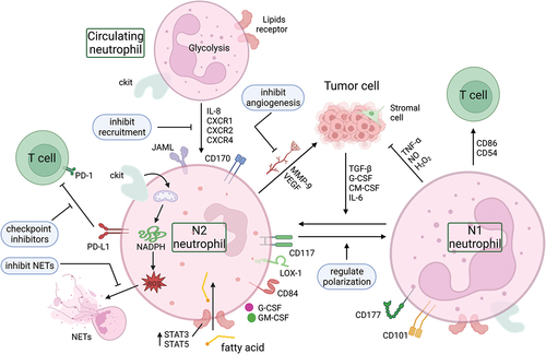 Figure 3. Neutrophil reprogramming and potential targets. The metabolic mode of neutrophils in the circulation is mainly glycolysis. They can be recruited into the TME by chemokines (such as IL-8, CXCR1, CXCR2, CXCR4), where the low glucose and high lipid environment induces a metabolic reprogramming of neutrophils. The high lipid content in the TME, the upregulation of tumor-derived cytokines (G-CSF and GM-CSF), and the upregulation of lipid transport receptors mediated by STAT3 or STAT5 enhance the uptake of exogenous fatty acids by TANs, resulting in fatty acid oxidation that is immunosuppressive. In addition, there are two subtypes of neutrophils within the TME, the anti-tumor N1 type and the pro-tumor N2 type, and these two different phenotypes of TANs can be converted to each other. Blocking the PD-L1 signal in TANs with immune checkpoint inhibitors, inhibiting the formation and/or structure of NETs, inhibiting the angiogenesis derived from TANs, and regulating the recruitment and polarization of neutrophils in the TME are potential targets for reprogramming TANs in tumors. CXCR1, CXC motif chemokine receptor 1; CXCR2, CXC motif chemokine receptor 2; CXCR4, CXC motif chemokine receptor 4; G-CSF, granulocyte colony stimulating factor; GM-CSF, granulocyte-macrophage colony stimulating factor; IL-6, interleukin 6; IL-8, interleukin 8; JAML, junction adhesion molecule-like protein; LOX-1, lectin-like oxidized low-density lipoprotein (LDL) receptor-1; MMP-9, matrix metalloproteinase-9; NADPH, nicotinamide adenine dinucleotide phosphate; NETs, neutrophil extracellular traps; NO, nitric oxide; PD-1, programmed cell death; PD-L1, programmed death-ligand 1; TGF-β, transforming growth factor-β; TNF-α, tumor necrosis factor-α; VEGF, vascular endothelial growth factor.