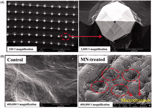 Figure 1. SEM images of (A) microneedles and (B) skin from the control and MN-treated nude mice.