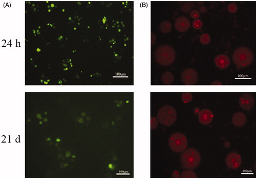 Figure 4. Live/dead viability kit for enclosed BMP-2 gene-modified BMSCs after cultured 24 h and 21 d. (A) Green fluorescence represents live cells. (B) Red fluorescence noted the dead cells.