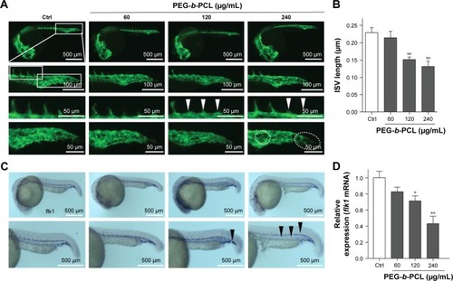 Figure 4 PEG-b-PCL nano-micelle inhibits angiogenesis in zebrafish embryo.Notes: (A) Fluorescent images of flk1-GFP positive vascular sprouting in 24 hpf unexposed embryos (Ctrl) and embryos exposed to 60, 120, and 240 μg/mL PEG-b-PCL nano-micelle. The top images are zoomed in the second top images, which are further zoomed in the bottom two images. White arrowheads indicate the absence of ISV and the dashed ovals indicate cavity in caudal vessels. (B) Quantification of ISV length in 24 hpf control embryos and embryos exposed to the indicated doses of PEG-b-PCL nano-micelles. (C) In situ hybridization analysis of flk1 expression in 24 hpf control embryos and embryos exposed to the indicated doses of PEG-b-PCL nano-micelles. The bottom images show the zoomed ISVs and caudal vessels. The black arrowheads indicate the absence of flk1 signal. (D) q-PCR analysis of flk1 mRNA expression in 24 hpf control and PEG-b-PCL treated embryos. Data are expressed as mean ± SEM from three biological samples. *P<0.05, **P<0.01.Abbreviations: Ctrl, control; hpf, hours postfertilization; ISV, intersegmental vessel; PEG-b-PCL, poly(ethylene glycol)-b-poly(ε-caprolactone); qPCR, quantitative polymerase chain reaction; SEM, standard error of mean.
