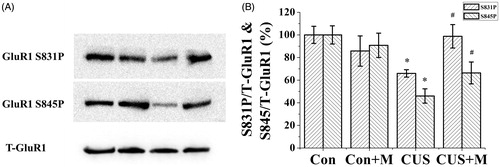 Figure 5. Minocycline treatment restored hipopocampal GluR1 phosphorylation in CUS-exposed rats. Stress significantly inhibit GluR1 phosphorylation compared to controls (Ser845: Con, 100.00 ± 8.04% of total GluR1; CUS, 46.00 ± 6.36% of total GluR1, n = 6. Ser831: Con, 100.00 ± 7.61% of total GluR1; CUS, 65.96 ± 3.25% of total GluR1, n = 6) (*p < 0.05). Minocycline treatment reverses the inhibition of CUS on hipopocampal GluR1 phosphorylation (Ser845: CUS + Minocycline, 66.40 ± 9.70% of total GluR1, n = 6. Ser831: CUS+Minocycline, 98.78 ± 10.35% of total GluR1, n = 6) (#p < 0.05). There is no significant difference between the control and control plus minocycline groups (Ser845: Con+Minocycline, 90.81 ± 10.78% of total GluR1, n = 6. Ser831: Con+Minocycline, 85.78 ± 13.37% of total GluR1, n = 6). *p < 0.05 versus control. #p < 0.05 versus CUS. Data are presented as mean ± SD.