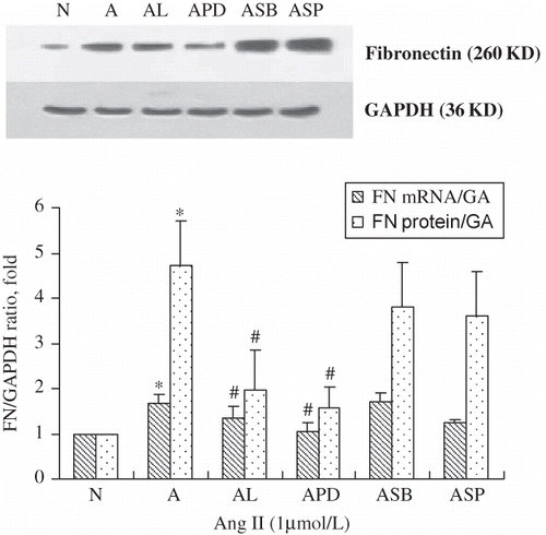 FIGURE 5. Fibronectin mRNA and protein rose after 60 min stimulation with 1 μmol/L of Ang II (A), but was inhibited by the addition of the AT1 antagonists losartan (10−5 mol/L; AL), the ERK antagonist PD98059 (20 μmol/L; APD), but not with the p38 MAPK inhibitor SB203580 (20 μmol/L; ASB) or the JNK inhibitor SP600125 (20 μmol/L; ASP). Immunoblots are representative pictures of three independent experiments. *p < 0.05 compared with N group; #p < 0.05 compared with A group.