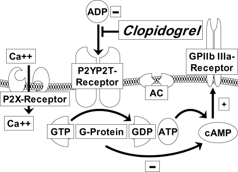 Figure 1 Mode of action of clopidogrel.Clopidogrel irreversibly inhibits the ADP P2Y12 receptor. P2X1 mediates extracellular calcium influx and utilizes ATP as an agonist. The binding of ADP to the G-coupled P2Y12 receptor liberates G protein subunits and results in stabilization of platelet aggregation. One subunit leads to inhibition of AC, which reduces cAMP levels. cAMP as well as the second subunit of the G protein lead to activation of the GP IIb/IIIa receptor.
