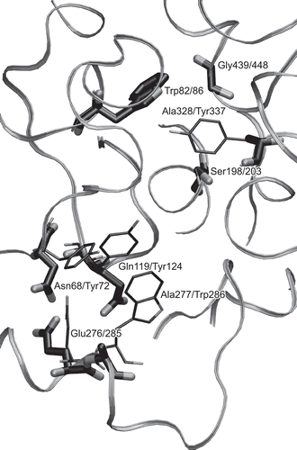 Figure 5.  3-D alignment of BuChE (1P0I) and AChE (2GYU). Only the BuChE backbone is displayed and only residues influencing reactivator binding and catalytic Ser203 are shown. The relevant BuChE residues are highlighted by bolder tubes. Labels follow a pattern: BuChE residue/AChE residue.