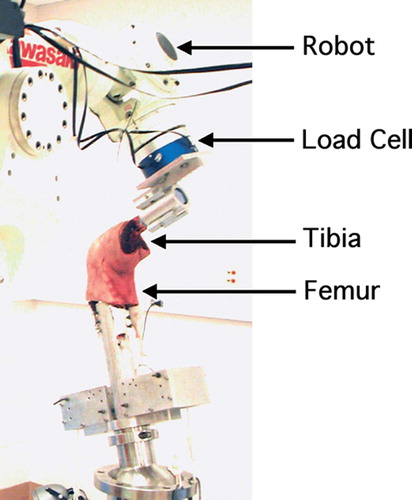 Figure 1. The knee specimens were tested on the robotic testing system. Anterior tibial loads were applied and muscle loads were simulated using a system of ropes and pulleys.