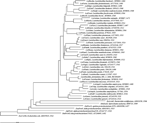 Figure 4.  Phylogenetic tree based on 16S rRNA sequencing showing the relationship of L. fermentum ME-3 to the closest related lactobacilli. Analysis was performed with the ARB software package.