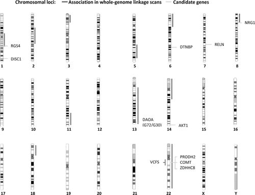 Figure 4.  Chromosomal susceptibility loci for schizophrenia derived by meta-analyses of genomewide linkage scans, and proposed risk genes (pers. comm. M. Gawlik).