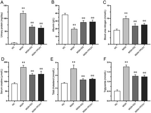 Figure 2. DG improves 24 h urinary protein and serum biochemical parameters in MGN rats. (A) Urinary protein. (B) Albumin (ALB). (C) Blood urea nitrogen (BUN). (D) Serum creatinine (SCr). (E) Total cholesterol (TC). (F) Triglyceride (TG). Data are expressed as the mean ± standard deviation (SD), n = 6. ##p < 0.01 vs. NC group. **p < 0.01 vs. MGN group. NC: normal control; MGN: membranous glomerulonephritis; DG: diosgenin; TPCA1: [(aminocarbony)amino]-5-(4-fluorophenyl)-3-thiophenecarboxamide.