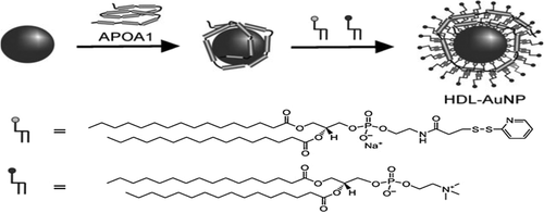 Figure 12. Templated synthesis of spherical HDL nanoparticles through use of thiol-terminated peptides and the protein (APOA1). Adapted from Ref. [111], with permission from the American Chemical Society; Copyright 2009.