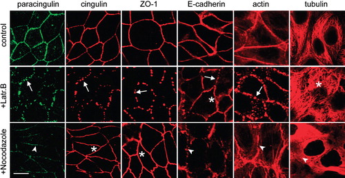 Figure 4. Paracingulin and E-cadherin, but not cingulin and ZO-1 require the integrity of the microtubule cytoskeleton for their stable association with junctions. Immunofluorescent localization of paracingulin, cingulin, ZO-1, E-cadherin, actin and α-tubulin in control MDCK cells (control), in cells treated with latrunculin B (+Latr.B), and in cells treated with nocodazole (+Nocodazole). Arrows and arrowheads indicate labelling that is either fragmented or reduced or disrupted (see text of results). Asterisks indicate normal labelling, not affected by the drug treatment. Note that only for cingulin/paracingulin labelling the images correspond to double-labelled cells. Neither treatment with latrunculin B nor nocodazole modified the levels of expression of cingulin and paracingulin (data not shown). Bar = 10 μm.