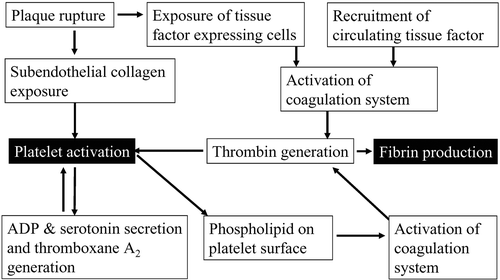 Figure 2. Synergistic interaction between platelet activation and coagulation system. The interaction of platelets and coagulation system following plaque rupture is schematically shown.