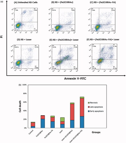 Figure 11. (a) Flow cytometric analysis to determine death modes of KB cells after receiving various treatments. (b) The percentage of necrotic and apoptotic KB cells after receiving various treatments.