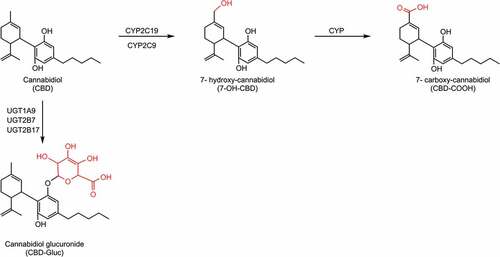 Figure 2. CBD biotransformation pathway by CYP and UGT enzymes. The CYP enzymes responsible for the metabolism of 7-OH-CBD are unknown. Abbreviations: CYP: cytochrome P450; UGT: UDP-glucuronosyltransferase.