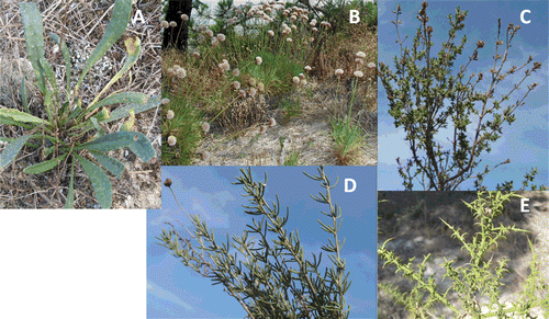 Figure 1.  Studied plants from the region of Comporta in the Southwest of Portugal in their natural habitat. A- A. calcarea, B- A. rouyana, C- T. capitellatus, D- S. impressa, and E- U. australis welwitschianus.