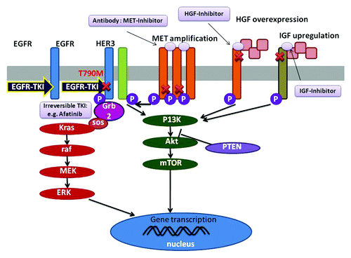 Figure 1. The mechanisms of acquired resistance of EGFR-TKIs. The secondary T790M mutation of EGFR leads to decrease the affinity to EGFR-TKIs. Irreversible TKIs bind with high affinity to receptors carrying the T790M mutation. MET or IGF activation induces activation of PI3K/Akt pathway independent of EGFR activation. In these cases MET-specific inhibitor or HGF-inhibitor, inhibition of parallel pathway is a feasible strategy.