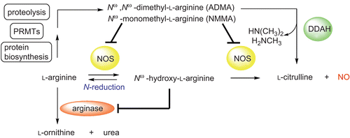 Figure 1.  Overview on the NO generating system and its physiological regulation. N-reduction, microsomal/mitochondrial reduction23. DDAH, dimethylarginine dimethylaminohydrolase; NOS, nitric oxide synthase; PRMT, protein arginine methyltransferase.