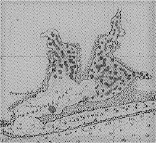 Figure 2. Detail from PBS from map dated 1883, United States Fish Commission. Mid-water clumps represent natural beds (i.e., oyster reef) and shaded areas indicate scattered natural beds.