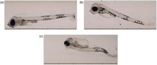 Figure 4. Example images from the automated imaging system at 17 dpf. Images show fish from 3 different treatment groups: (a) seawater 4 d (control); (b) Statfjord A 40 d; (c) ULSFO 28 d-2. The ULSFO animal shows severe developmental issues including spinal and craniofacial deformity and pericardial and yolk sac edemas. Scale bars 5 mm, 1 mm divisions.