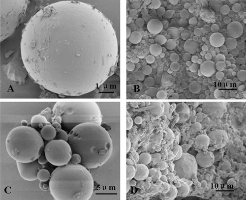 Figure 2.  SEM microphotos of Lnxc-PLGA-MS A,B: freeze-dried microspheres; C, D vacuum-dried microspheres
