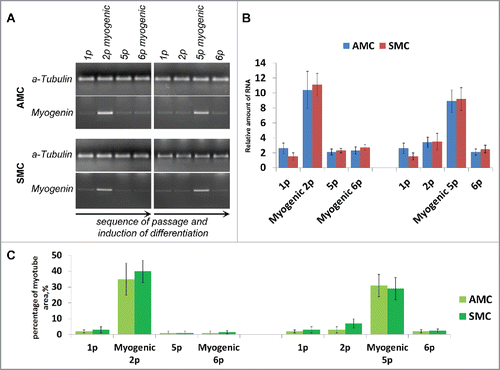 Figure 7. Comparison of myogenic differentiation potential of AMC and SMC at different passages, failure of repeated myogenic differentiation of both cell types. (A) The result of one of the representative End-point PCR experiments of myogenin expression, α-tubulin mRNA was analyzed as loading control. Typical PCR results for one from each AMC and SMC cultures are presented. (B) Relative quantities of myogenin mRNAs estimated by Real-time qPCR. α-tubulin gene was used for data normalization. Average data for ten AMC cultures and six SMC cultures are presented (Mean ± SD). (C) Analysis of myotube/sk-actinandmyosin-positive areas of primary and induced in myogenic direction AMC and SMC at different passages. Average data for ten AMC cultures and six SMC cultures are presented (Mean ± SD).