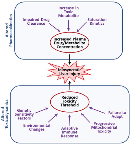 Figure 1. Potential modes of action of idiosyncratic adverse drug reactions. Idiosyncratic hepatotoxicity can arise either from altered drug disposition resulting in greater than normal exposure to a drug or its toxic metabolite(s) or from a change in toxicodynamics that leads to a reduction in the threshold for toxicity.