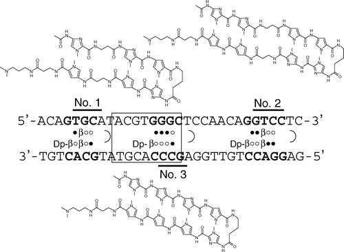 Figure 1.  Target sequences and chemical structures of the N-methylpyrrole-N-methylimidazole hairpin polyamides. Consensus binding site for HIF is indicated by an open box. Open and closed circles represent imidazole and pyrrole rings, respectively. Dp and b denote dimethylaminopropylamine and b-alanine residues, respectively.
