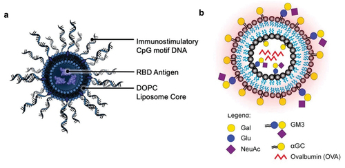 Figure 5. Entrapment of antigens in the aqueous core of liposomes. a) RBD protein antigen encapsulated by DOPC liposome covered with CpG motif DNA [Citation126]. b) OVA protein encapsulated by GM3-αGC liposome [Citation127]. Used with permission from National Academy of Sciences, copyright 2022, and MDPI, copyright 2021.