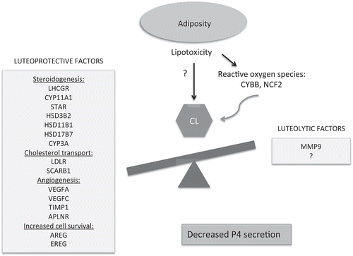 Figure 5. Schematic of the proposed impact of increased adiposity on CL function. After weight gain the mid-luteal vervet CL showed decreased expression of the genes involved in P4 steroidogenesis, cholesterol transport, angiogenesis, and luteinized GC survival. In this model, we hypothesize that adiposity and associated lipotoxic changes impair normal cellular homeostasis of the CL, resulting in its premature functional regression and decreased P4 secretion. The exact mechanisms by which lipotoxicity leads to the CL dysfunction remains to be investigated. Reactive oxygen species may play a role in this process.