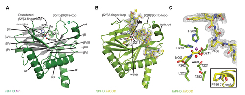 Figure 3 Views from crystal structures of the Trichoplax adhaerens prolyl hydroxylases (PHD) without substrate bound (TaPHD) and in complex with a fragment of its substrate (TaPHD.TaODD).
