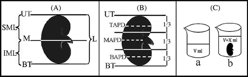 Figure 1. (A)–(C) show macroscopic measurements that were made on the kidneys.Note: UT, upper top; BT, bottom top; M, median line; SML, superior–midline length; IML, inferior–midline length; L, length; TAPD, top anterior–posterior depth; MAPD, middle anterior–posterior depth; BAPD, bottom anterior–posterior depth; a and b show fluid displacement for volume measurements of kidney.