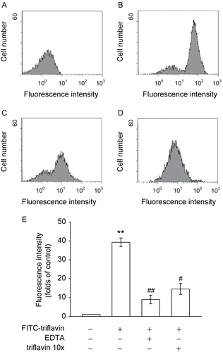 Figure 4.  Flow cytometric analysis of FITC–triflavin binding to vascular smooth muscle cells (VSMCs). Cells were treated with (A) FITC only or (B) FITC–triflavin (5 μg/mL); or cells were pretreated with (C) EDTA (10 mM) or (D) cold triflavin (50 μg/mL), followed by the addition of FITC–triflavin (5 μg/mL) as described in “Materials and methods”. Profiles are representative examples of three similar experiments. Data (E) are presented as folds of the control group (FITC only) and expressed as the mean ± SEM (n = 3). **p < 0.001, compared to the control group (FITC only); #p < 0.01 and ##p < 0.001, compared to the FITC–triflavin group.