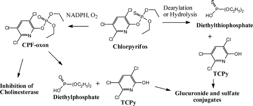 FIG. 8  Biotransformation of chlorpyrifos.