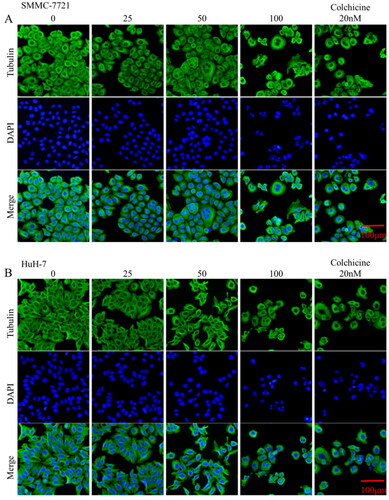 Figure 6. Effects of compound MY-1121 on microtubule network in liver cancer cells SMMC-7721 and HuH-7. Cells were treated for 48 h. β-tubulin was stained green and cell nuclei were stained blue.