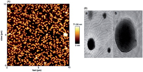 Figure 15. Characterization of C60-PEI-FA/DTX (A): AFM images of C60-PEI-FA/DTX; (B): TEM images of C60-PEI-FA/DTX. (Reprinted from Ref. [Citation115] Copyright 2012, with permission from Elsevier.)