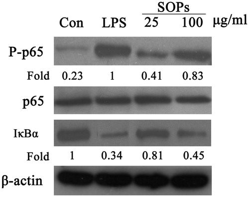 Figure 5. SOPs induced NF-κB activation in RAW 264.7 macrophages. RAW 264.7 macrophages were exposed to SOPs for 24 h. The whole cell lysates were probed with indicated antibodies. The quantitative analysis was performed using ImageJ software. The images are a representative of three independent experiments.