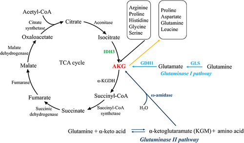 Figure 1 Three major metabolic pathways that generating and consuming AKG. The left part shows TCA cycle, in which isocitrate is converted to AKG by IDH3 in mitochondrion, and subsequently AKG is catalyzed by α-KGDH to generate succinyl-CoA. The right part illustrates the other two signaling which utilize glutamine to generate AKG, namely glutaminase I pathway (occurring mostly in mitochondrion) and glutaminase II pathway (both in the cytosol and mitochondrion). Besides, AKG is also involved in amino acids metabolism, as demonstrated in the upper right.