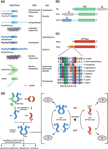 Figure 2. Bacterial flagellation patterns. (a) Polar flagellation patterns are colored in blue, and lateral patterns are marked in green. Sheathed flagella are shadowed in red. The listed organisms are grouped according to the occurrence and absence of FlhF and FlhG. (b) Domain architecture of SRP-GTPases. The conserved NG-domain is in green. The B-domain of FlhF is in blue. M- and A- domains of Ffh and FtsY, respectively, are in grey. (c) Domain architecture of MinD and FlhG. The N-terminus of FlhG contains the conserved ‘DQAxxLR’ motif. (d) Molecular evolution and diversification of the regulatory circuit of FlhF and FlhG. ‘T’ and ‘D’ stand for ATP/GTP and ADP/GDP, respectively. For further description see text.