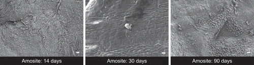 Figure 18.  The diaphragms from the amosite-exposed group at 14, 30 and 90 days after cessation of exposure show increasing cellular proliferation on the surface. The micron bar in the lower right corner is 10 µm in length (the bar sort of blends in with the photo). The chrysotile fibers and sanded joint compound particles group was not different from the air control.