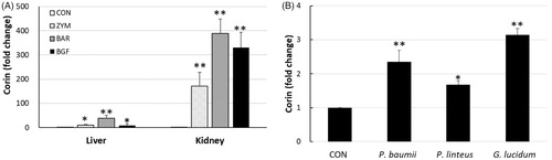 Figure 1. Real-time PCR of corin mRNA expression in mice tissues. (A) ICR mice (n = 4) were orally administered zymosan, barley β-glucan, and BGF at 100 mg/kg for seven consecutive days. RT-PCR analysis of corin was performed on the mRNAs of mice liver and kidney tissues. (B) RT-PCR analysis of corin was performed on the kidney tissue of ICR mice treated with β-glucans from Phellinus baumii, Phellinus linteus, and Ganoderma lucidum at 100 mg/kg for seven consecutive days. CON: control; ZYM: β-glucan of yeast zymosan A from Saccharomyces cerevisiae; BAR: β-glucan of barley; BGF: β-glucan fraction of carpophores of Phellinus baumii. The values are expressed as the average ± SD. *p < 0.01, **p < 0.005.