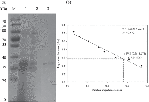 Figure 3. (a) SDS-PAGE and (b) determination of molecular mass of feruloyl esterase (FAE) from P. sumatrense NCH-S2. M: standard protein markers; lane 1: proteins of 50–60% ammonium sulfate saturation; lane 2: proteins of anion exchange chromatography; lane 3: protein of gel filtration chromatography.Figura 3. (a) SDS-PAGE y (b) determinación de la masa molecular de la feruloil esterasa (FAE) a partir de P. sumatrense NCH-S2. M: marcadores de proteína estándar; carril 1: proteínas de saturación de 50–60% de sulfato de amonio; carril 2: proteínas de cromatografía de intercambio aniónico; carril 3: proteína de cromatografía de filtración en gel