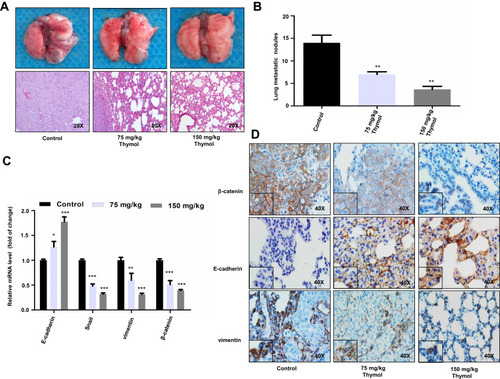 Figure 4 Thymol reduces colorectal cancer (CRC) lung metastasis. (A) Representative images of lungs with metastatic nodules (upper panel) and images of hematoxylin and eosin (H&E) staining of mouse lung tissues in the control and thymol-treated groups (lower panel). (B) Lung metastatic nodules were examined and quantiﬁed in the control and thymol-treated groups. **P<0.01 vs the control group. (C) The mRNA expression levels of E-cadherin, vimentin, Snail, and β-catenin were measured in lung tissues. *P < 0.05, **P<0.01, ***P<0.001 vs the control group. The results are shown as mean ± SD from three independent experiments. (D) Representative images of β-catenin, vimentin, and E-cadherin immunohistochemical staining in lung tissues.