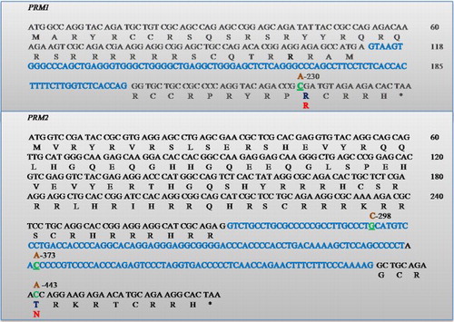 Figure 1. Schematic representation of PRM1 and PRM2 gene nucleotide sequence. The blue colored regions are introns. Nucleotide changes are green and the variant is shown just above in brown with their respective position. The corresponding amino acid change is shown below the wild type in red.