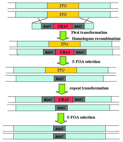 Figure 2.URA blaster strategy used for gene disruption in C. albicans.Citation39 YTG, your target gene.