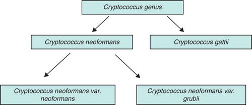 Figure 2. Cryptococcus species classification