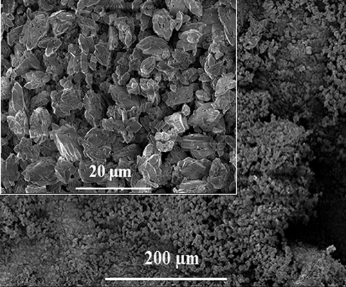 Figure 3. SEM images of synthesized calcium oxalate stones. The insets show higher magnification images of the synthesized calcium oxalate stones. Calcium oxalate stones show crystal morphology. Scale bars are 20 and 200 μm.
