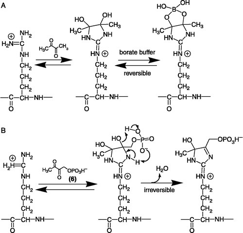 Figure 2 Postulated reaction of arginine residue with 2,3-butanedione in the presence of borate ions [Citation9] (A) and with compound 6 (B).